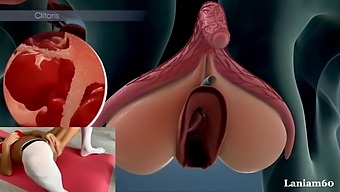 Orgasmic Exploration In Human Biology